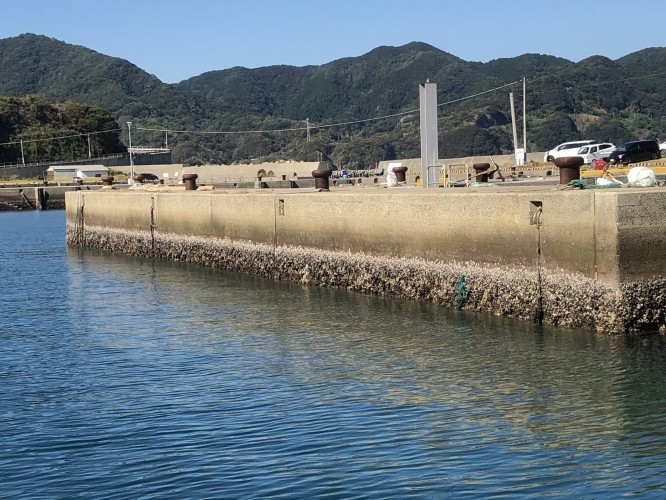 樺島港内のデカ！グレ